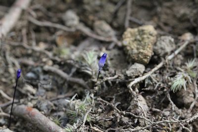 Burmannia wallichii, photographed by Agnes Trekker