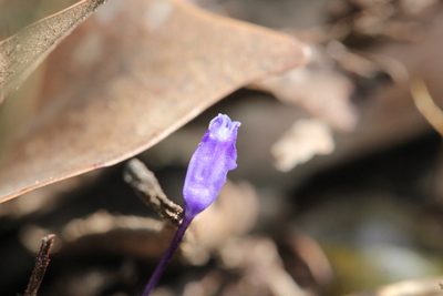 Burmannia wallichii, photographed by Agnes Trekker