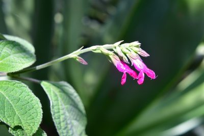 Salvia chiapensis, photographed by Neptalí Ramírez Marcial