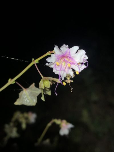 Mirabilis glabra, photographed by Jared Shorma