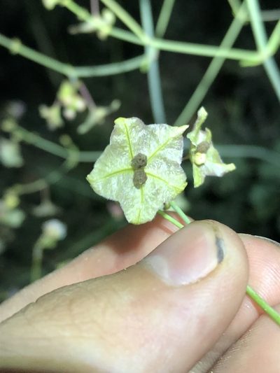 Mirabilis glabra, photographed by Jared Shorma