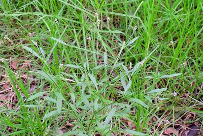 Verbena carolina, photographed by Neptalí Ramírez Marcial