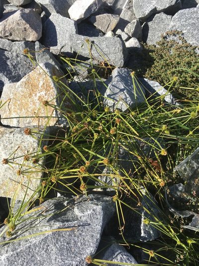 Cyperus metzii, photographed by harrier
