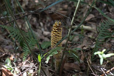 Macrozamia lucida, photographed by Bruce Cathie
