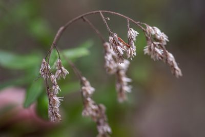 Cassinia subtropica, photographed by Bruce Cathie