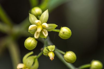 Abrophyllum ornans, photographed by Bruce Cathie