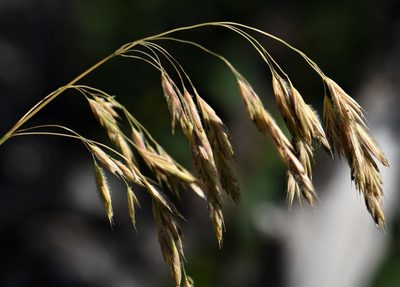 Bromus ciliatus