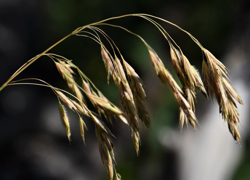 Bromus ciliatus, photographed by Eric Lamb
