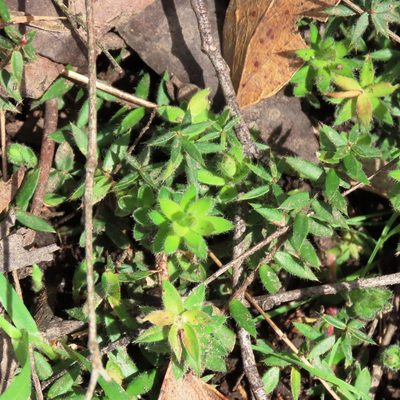 Acrotriche prostrata, photographed by Elspeth Swan