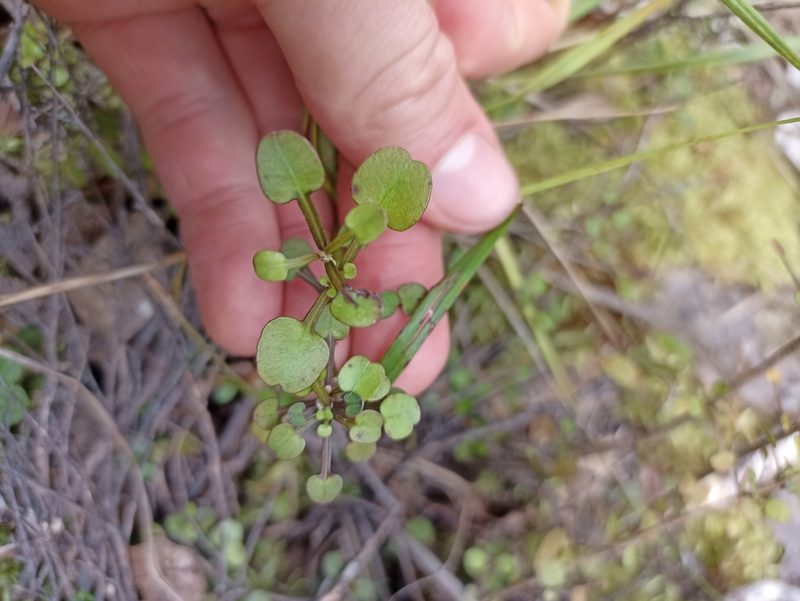 Coprosma spathulata, photographed by Oscar Dove