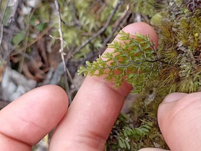 Hymenophyllum sanguinolentum, photographed by Oscar Dove