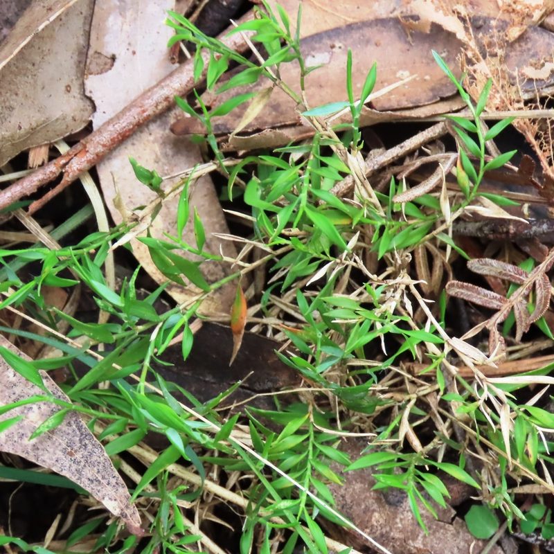 Tetrarrhena distichophylla, photographed by Elspeth Swan