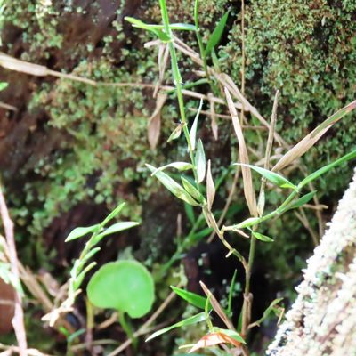Tetrarrhena distichophylla, photographed by Elspeth Swan