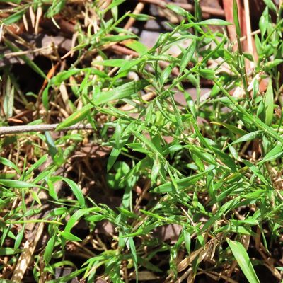 Tetrarrhena distichophylla, photographed by Elspeth Swan