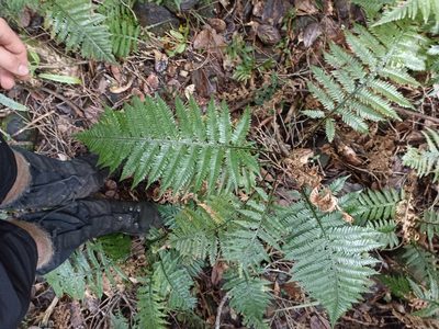 Diploblechnum fraseri, photographed by Oscar Dove