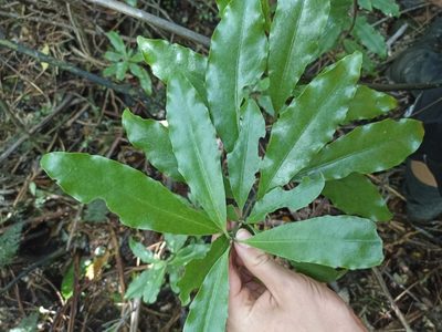 Alseuosmia macrophylla, photographed by Oscar Dove