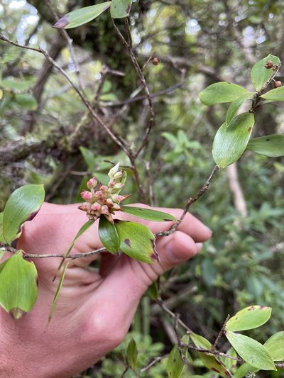 Archeria racemosa, photographed by Christian Waddingham