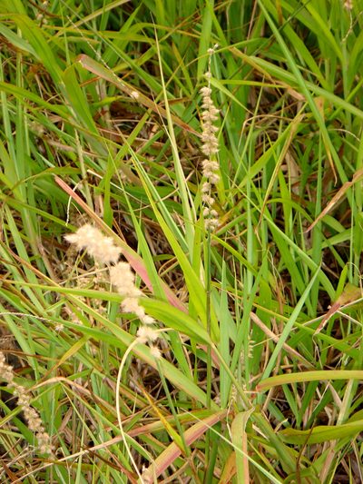 Cenchrus caliculatus, photographed by Peter de Lange