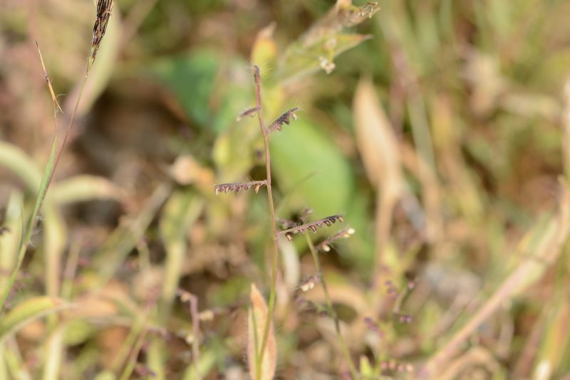 Paspalum canarae, photographed by S.MORE