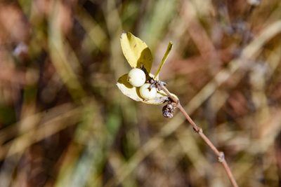 Symphoricarpos occidentalis, photographed by Jay Pruett