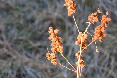 Glycyrrhiza lepidota
