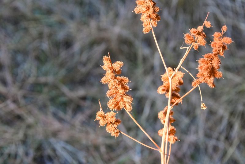 Glycyrrhiza lepidota, photographed by Jay Pruett