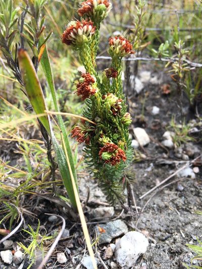 Erica bruniifolia, photographed by Charleen Brunke