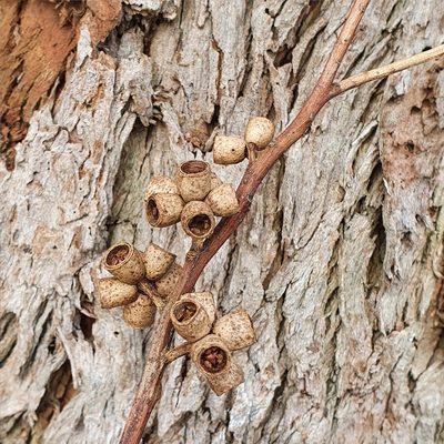 Eucalyptus botryoides, photographed by ronavery