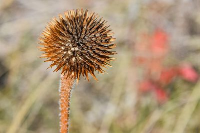 Echinacea angustifolia, photographed by Jay Pruett
