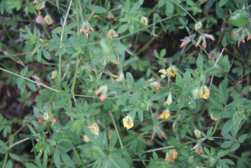 Lotus palustris, photographed by Edmundas Greimas