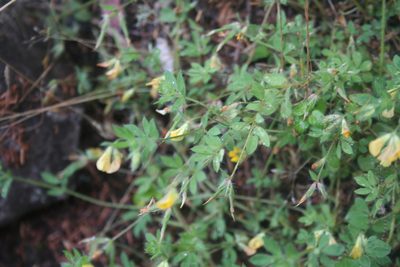 Lotus palustris, photographed by Edmundas Greimas