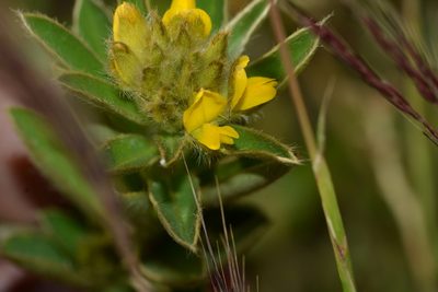 Crotalaria nana, photographed by S.MORE