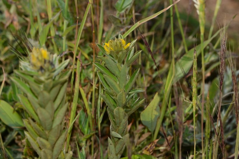 Crotalaria nana, photographed by S.MORE