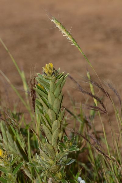 Crotalaria nana, photographed by S.MORE