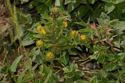 Crotalaria nana, photographed by S.MORE