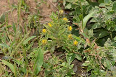 Crotalaria nana, photographed by S.MORE