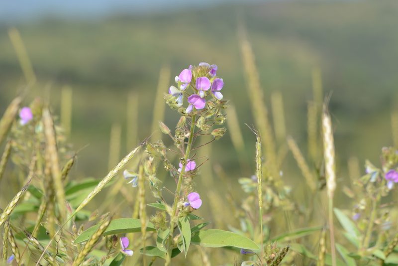 Desmodiastrum belgaumense, photographed by S.MORE