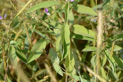 Desmodiastrum belgaumense, photographed by S.MORE