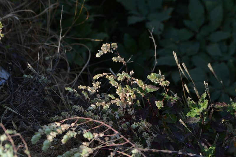 Euphorbia pycnostegia, photographed by S.MORE