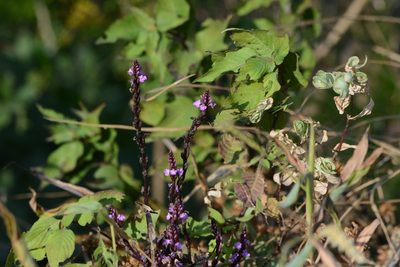 Striga gesnerioides, photographed by S.MORE