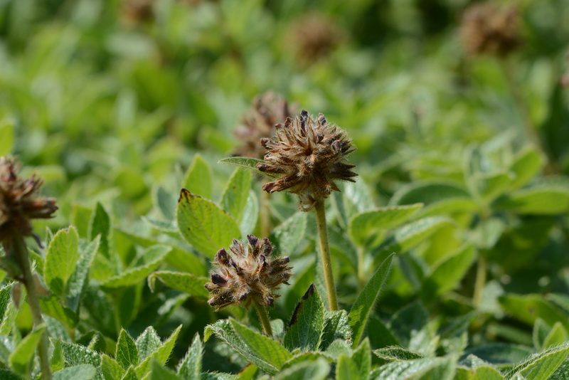 Flemingia nilgheriensis, photographed by S.MORE