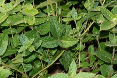 Flemingia nilgheriensis, photographed by S.MORE