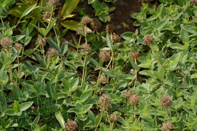 Flemingia nilgheriensis, photographed by S.MORE