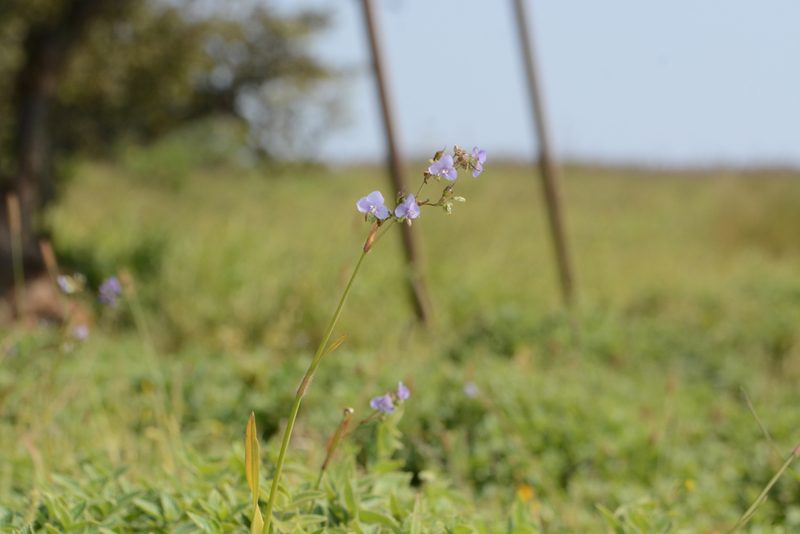 Murdannia simplex, photographed by S.MORE