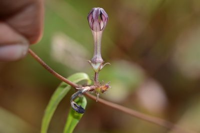 Ceropegia media, photographed by S.MORE