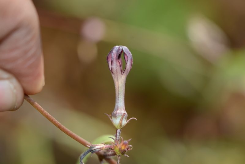 Ceropegia media, photographed by S.MORE