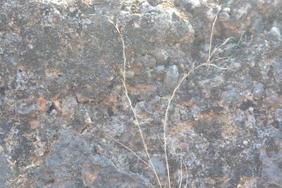 Tripogon capillatus, photographed by S.MORE