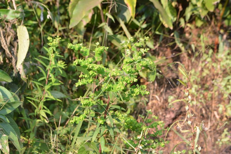 Euphorbia rothiana, photographed by S.MORE