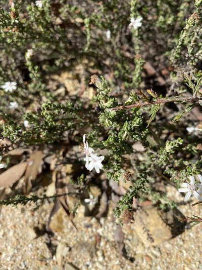 Olearia minor, photographed by Andrew Allen