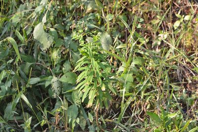 Euphorbia rothiana, photographed by S.MORE